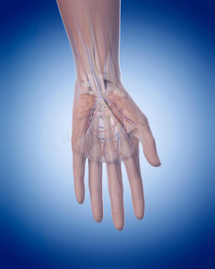 肌肉 插图 解剖 透明的 手指 生物医学 解剖学 生物学