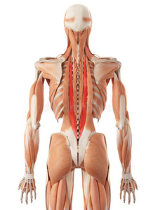 最长的金箍棒胸最长肌照片