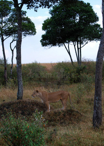 风景 动物 吉普车 赤道 打猎 玛拉 土地 公园 指向 国家的