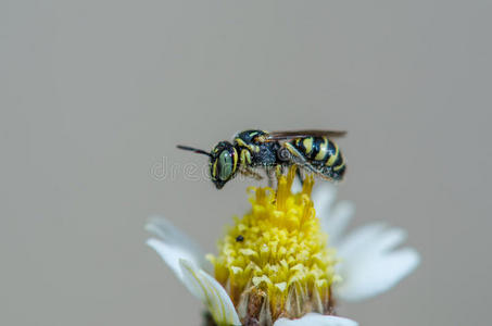 蜜蜂在花上。