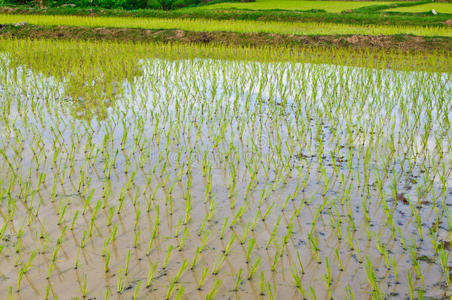 泰国的玉米田。