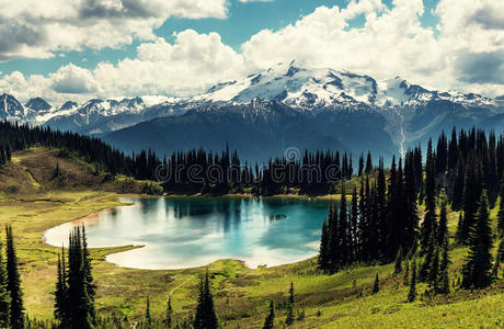 松木 美丽的 草地 天堂 娱乐 美国 风景 假期 目的地