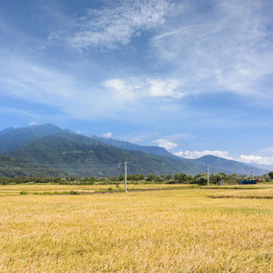 水田农场