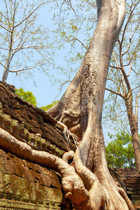 收获 目的地 亚洲 废墟 寺庙 文化 旅行 瓦特 柬埔寨