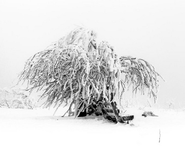 黑森 冬天 气候 云杉 季节 新的 冷杉 暴风雪 德国 风景