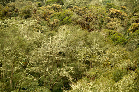 高的 森林 领域 神秘的 地方病 树皮 风景 厄瓜多尔 自然