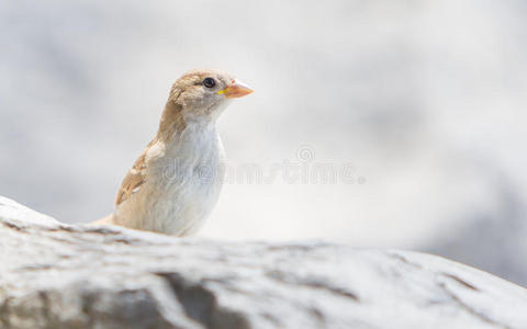 美丽的 羽毛 麻雀 动物 野生动物 可爱的 肖像 夏天 岩石