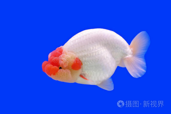 美丽的兰楚或狮子头金鱼照片 正版商用图片1u06yi 摄图新视界