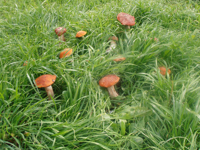 颜色 隐藏 鹅膏 饮食 苔藓 美食家 蘑菇 特写镜头 植物