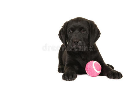 可爱的黑色拉布拉多小狗躺在地上，拿着一个粉红色的球