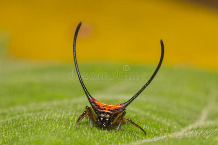 无脊椎动物 昆虫 自然 昆虫学 捕食者 蛛形纲 弯曲 长的