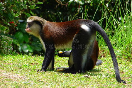 面对 丛林 哺乳动物 森林 旅游业 公园 太阳 自然 猴子