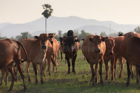 农业 兽群 奶牛 集中 放牧 鲁拉 美女 早晨 领导 动物