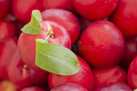 油桃 水果 收获 杂货 农业 文化 市场 营养 只有 特写镜头