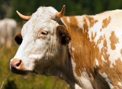 棕色和白色的牛有角