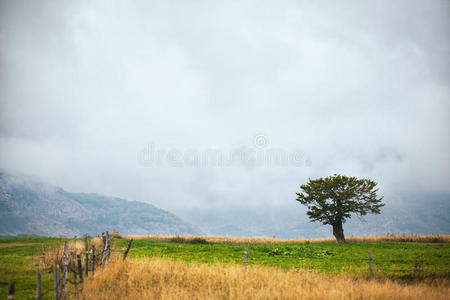 乡村 环境 草地 自然 风景 公园 喀尔巴阡山 薄雾 森林