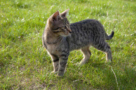 漂亮的 美丽的 自然 猫科动物 夏天 放松 小猫 宠物 动物