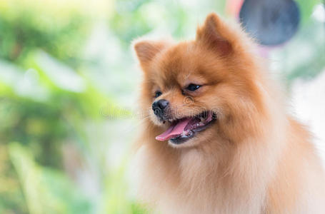 繁殖 血统 犬科动物 美丽的 小狗 头发 宠物 毛皮 肖像