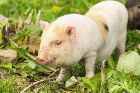 鼻子 哺乳动物 粉红色 行业 栽培 农事 小型猪 农场 小猪