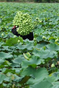 莲花农场