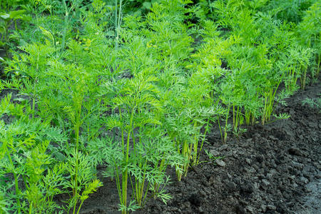 植物 地面 夏天 营养 贝吉塔 生物 园艺 食物 农场 颜色