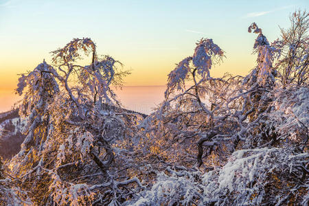 斜坡 阴影 冷杉 云杉 黎明 自然 季节 雪堆 风景 德国