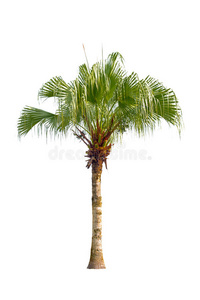 公园 花园 亚热带 复叶 孤独的 夏天 棕榈 树皮 植物区系