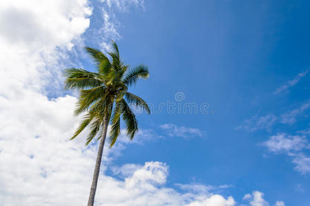 假日 阳光 复制空间 气候 放松 椰子 美丽的 海滩 自然