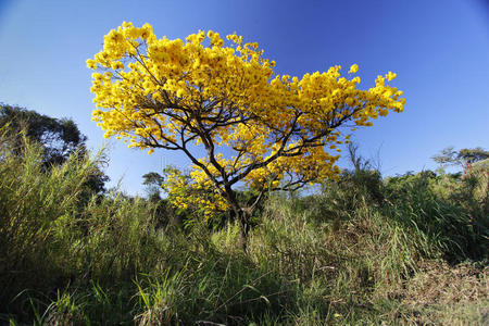 树林里一棵花黄色的ipe树
