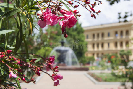 集中 公园 地皮 花的 植物 软的 自然 建筑 房子 园艺