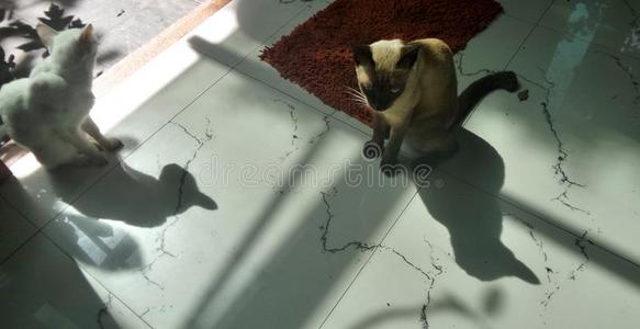 大理石 动物 漫画 地板 太阳 朋友 宠物 阴影
