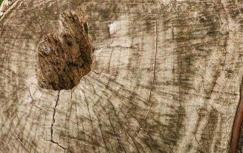 木制品 咕哝 行星 木材 公园 木板 时间 古老的 历史