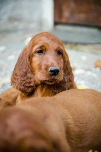 宠物 有趣的 头发 耳朵 美女 美丽的 犬科动物 房子 地板