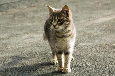 可爱的 可爱极了 小猫 基蒂 迷路 驯服 外部 络腮胡子