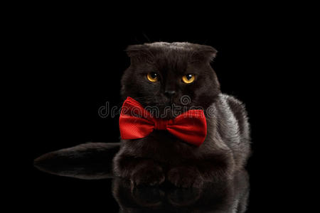 脾气暴躁的黑猫躺在镜子上，戴着领结