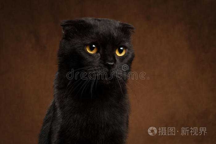 暴躁黑猫的特写肖像