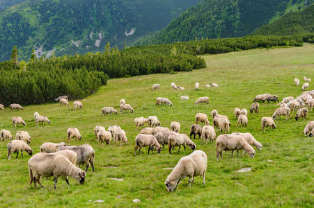 莱特扎特国家公园的高山牧场