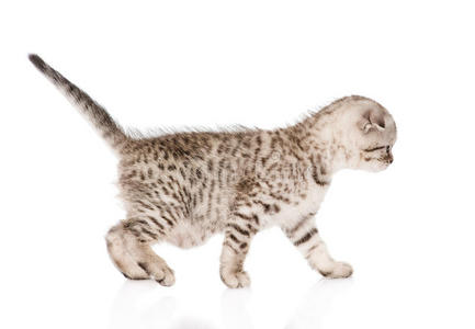 肖像 可爱的 运动 繁殖 血统 猫科动物 漂亮的 小猫 满的
