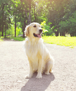 美丽的金色猎犬坐在户外