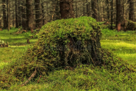 苔藓树桩