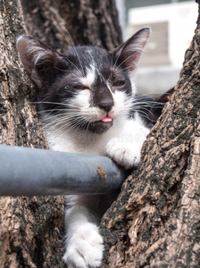 树上可爱的小猫