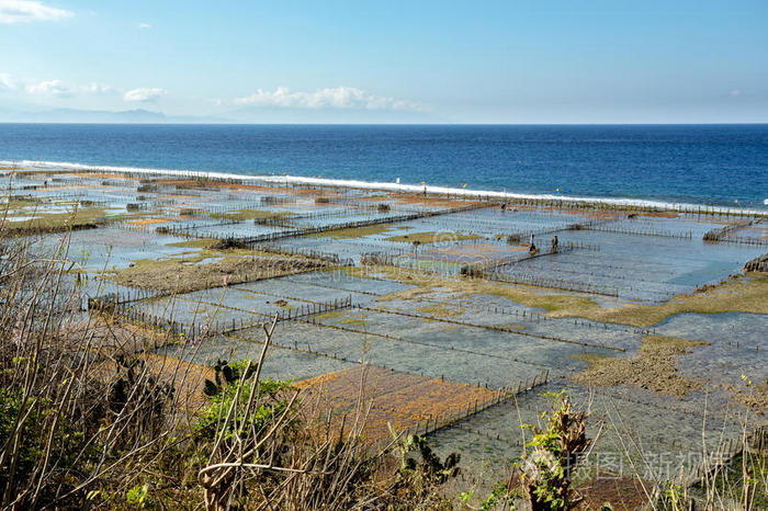 梦想 栽培 农事 风景 海洋 乡村 人民 藻类 印度尼西亚