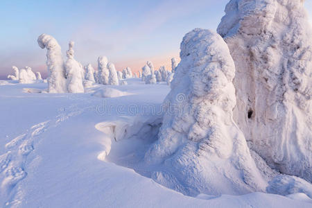 雪地里的树