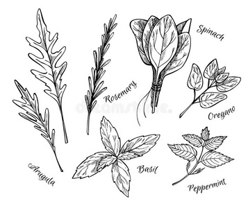 手绘古董插图草药和香料。