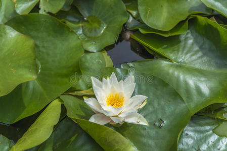 中心 池塘 伦敦 风景 全景 花瓣 植物学 美丽的 开花