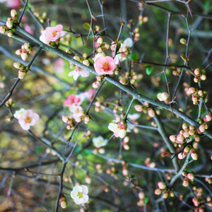 樱花枝