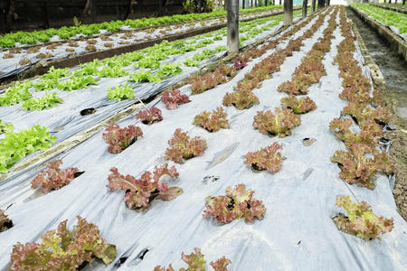 生长 土地 文化 作物 风景 园艺 成长 草本植物 花园