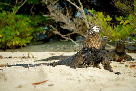 美丽的鬣蜥在圣克鲁斯海滩休息