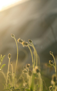 美丽的花草在放松的早晨时间