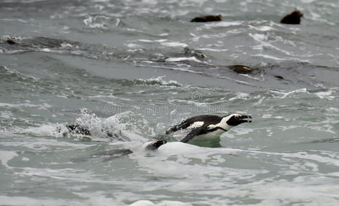 非洲企鹅在海洋中游泳。
